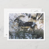 Carte Postale Chèvre ou chamois, peinture rocheuse dans la chamb (Devant / Derrière)