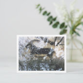 Carte Postale Chèvre ou chamois, peinture rocheuse dans la chamb (Debout devant)