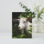 Carte Postale Chèvre regardant la caméra (Debout devant)