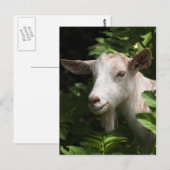 Carte Postale Chèvre regardant la caméra (Devant / Derrière)