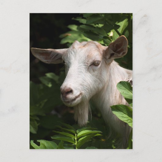 Carte Postale Chèvre regardant la caméra (Devant)