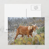 Carte Postale Chèvre repérée par brun (Devant / Derrière)