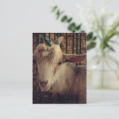 Carte Postale Chevreau à la Foire du Comté (Debout devant)