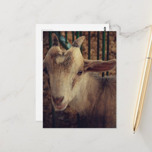 Carte Postale Chevreau à la Foire du Comté (Devant/Arrière en situation)