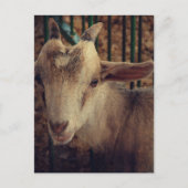 Carte Postale Chevreau à la Foire du Comté (Devant)