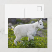 Carte Postale Chevreau au col Logan dans Glacier (Devant / Derrière)