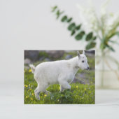 Carte Postale Chevreau au col Logan dans Glacier (Debout devant)