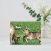 Carte Postale Chevreau joueur (Debout devant)