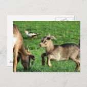 Carte Postale Chevreau joueur (Devant / Derrière)