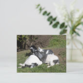 Carte Postale Chevreaux profitant du soleil (Debout devant)