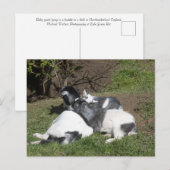 Carte Postale Chevreaux profitant du soleil (Devant / Derrière)