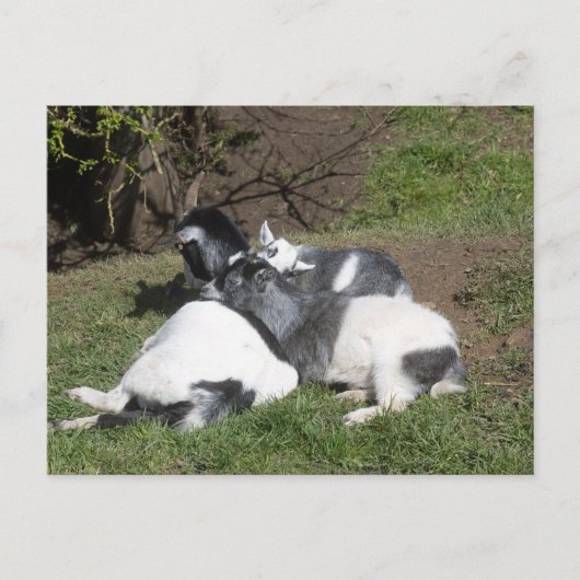 Carte Postale Chevreaux profitant du soleil (Devant)