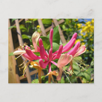 Carte Postale Chèvrefeuille grimpant