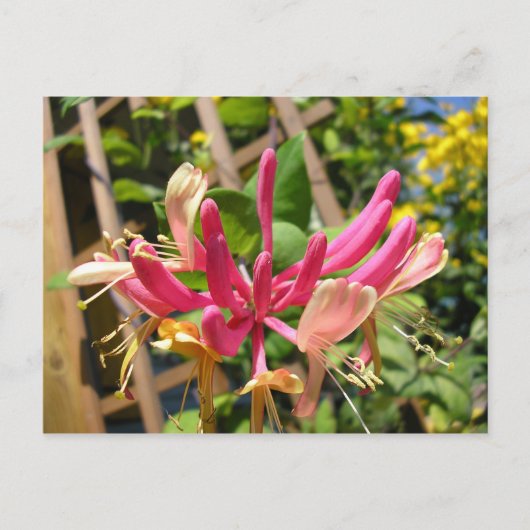 Carte Postale Chèvrefeuille grimpant (Devant)