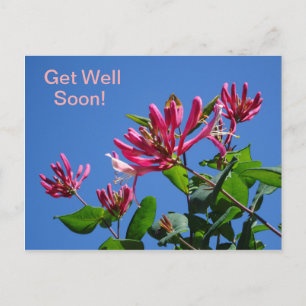 Carte postale Chèvrefeuille -Prompt rétablissement