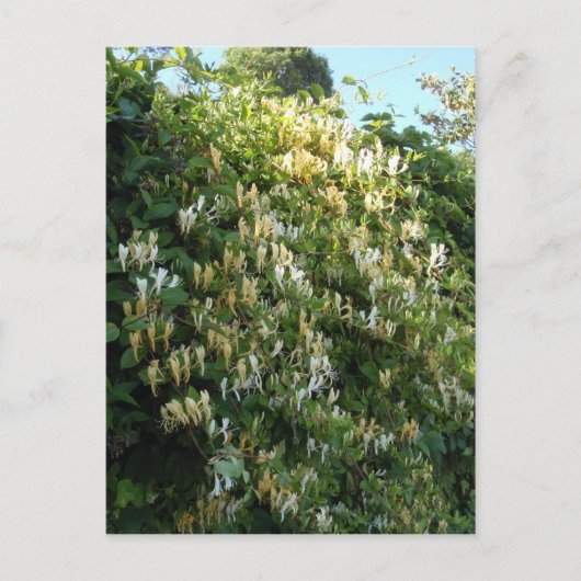 Carte Postale Chèvrefeuille sur un mur (Devant)