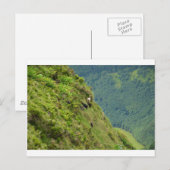 Carte Postale Chèvres à flanc de colline très raide (Devant / Derrière)