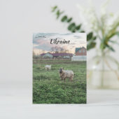 Carte Postale Chèvres à Kropyvnyk Ukraine (Debout devant)