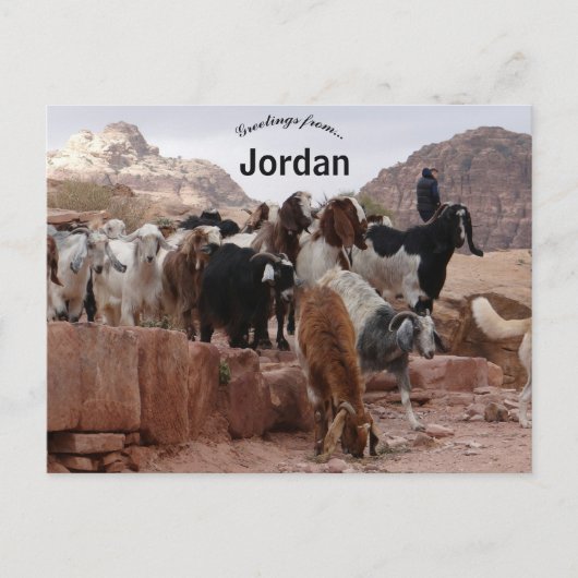 Carte Postale Chèvres à Pétra Jordanie (Devant)