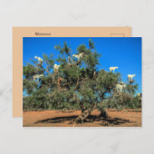 Carte Postale Chèvres amusantes dans les arbres Maroc (Devant / Derrière)