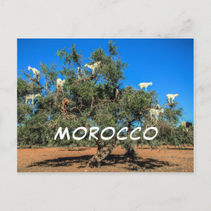 Carte Postale Chèvres amusantes dans les arbres Maroc Souvenir