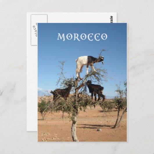 Carte Postale Chèvres amusantes dans un arbre (Devant / Derrière)