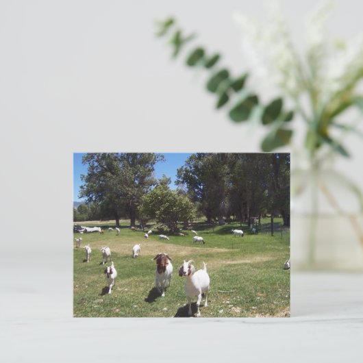 Carte Postale Chèvres curieuses (Debout devant)