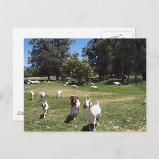 Carte Postale Chèvres curieuses (Devant / Derrière)