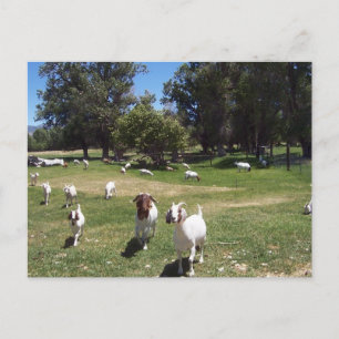 Carte Postale Chèvres curieuses