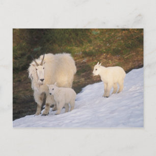 Carte Postale chèvres des montagnes