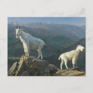 Carte Postale Chèvres des montagnes par Albert Bierstadt