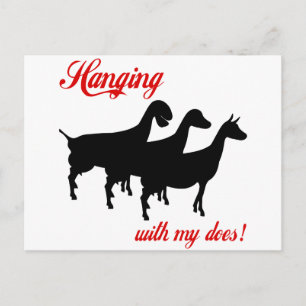 Carte Postale Chèvres laitières