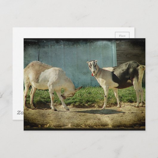 Carte Postale Chèvres laitières (Devant / Derrière)