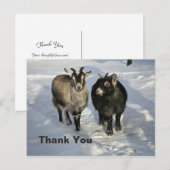 Carte Postale Chèvres Mignonnes Photo De Neige Merci (Devant / Derrière)