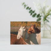 Carte Postale Chèvres nubiennes (Debout devant)