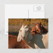 Carte Postale Chèvres nubiennes (Devant / Derrière)