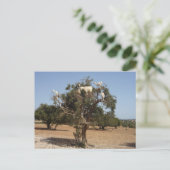 Carte Postale Chèvres sur un arbre Maroc (Debout devant)