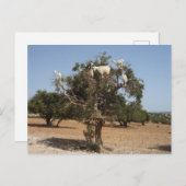 Carte Postale Chèvres sur un arbre Maroc (Devant / Derrière)