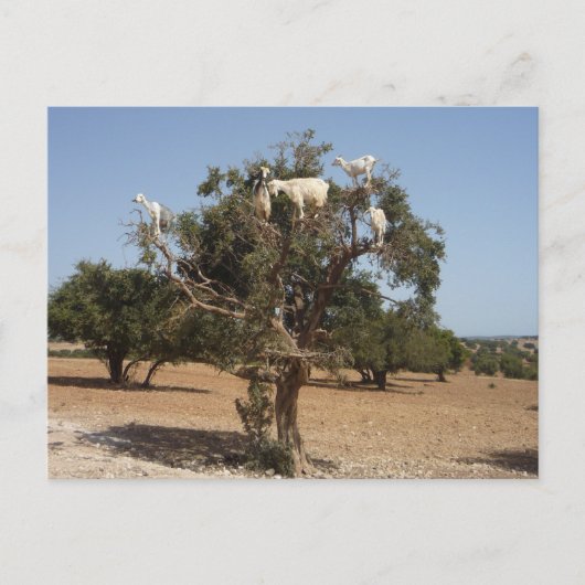 Carte Postale Chèvres sur un arbre Maroc (Devant)