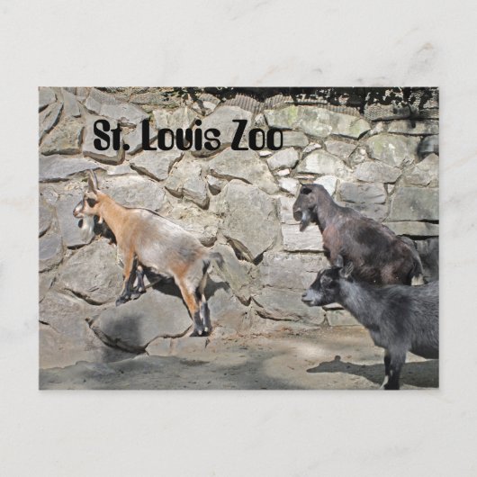 Carte Postale Chèvres sur un mur (Devant)