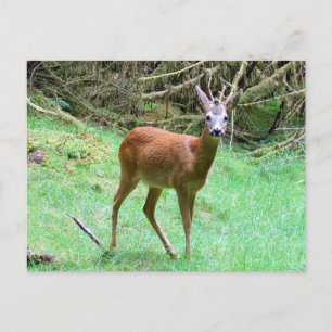 Carte Postale Chevreuil mâle posant faune sauvage de la forêt na