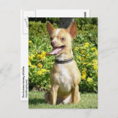 Carte postale Chi Chi (Devant / Derrière)