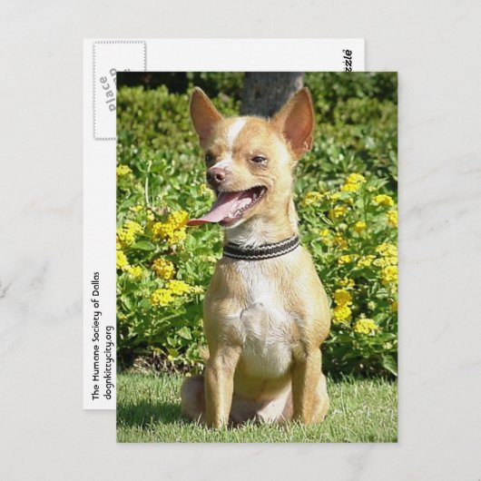 Carte postale Chi Chi (Devant / Derrière)