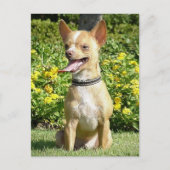 Carte postale Chi Chi (Devant)