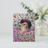 Carte postale Chi Chi en Fleurs - Chihuahua (Debout devant)