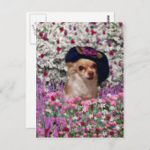 Carte postale Chi Chi en Fleurs - Chihuahua (Devant / Derrière)