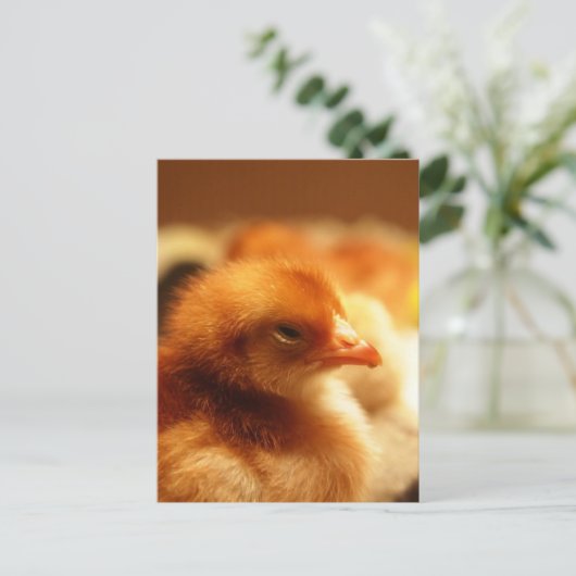 Carte Postale Chick (Debout devant)