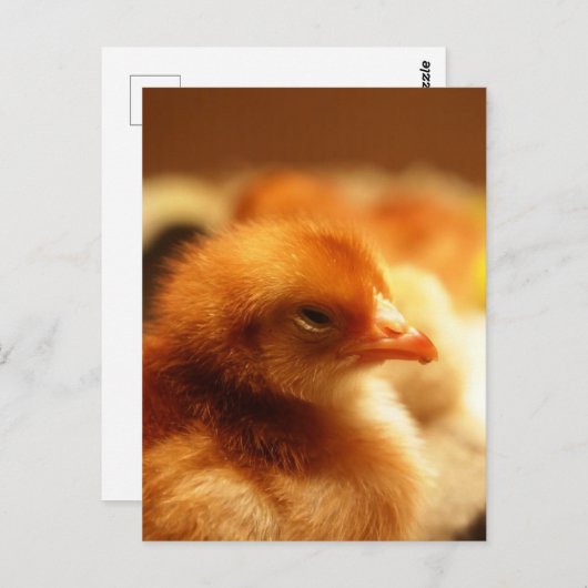 Carte Postale Chick (Devant / Derrière)