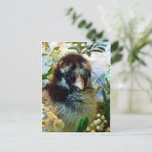 Carte Postale Chick Cochin argenté avec fleurs en argenté (Debout devant)