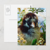Carte Postale Chick Cochin argenté avec fleurs en argenté (Devant / Derrière)